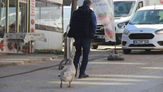 Papyonlu kazı ile birlikte şehir şehir geziyorlar