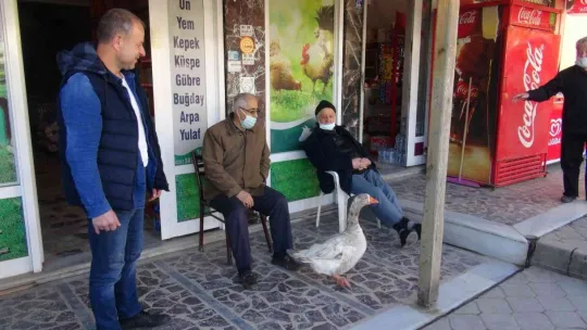 Papyonlu kazı ile birlikte şehir şehir geziyorlar