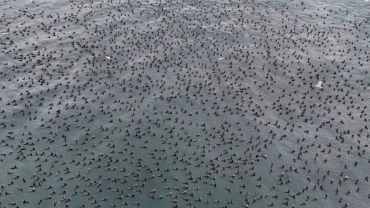 Karabatak kuşları İstanbul Boğazı'nda bir araya geldi