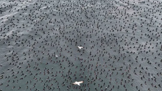 Karabatak kuşları İstanbul Boğazı'nda bir araya geldi