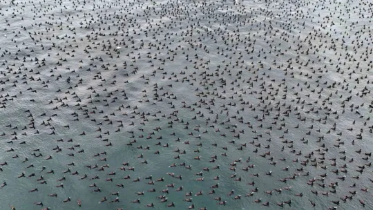 Karabatak kuşları İstanbul Boğazı'nda bir araya geldi