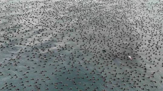 Karabatak kuşları İstanbul Boğazı'nda bir araya geldi