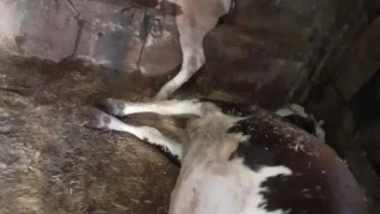 Değirmendere'de ahırdaki hayvanları zehirlediler!