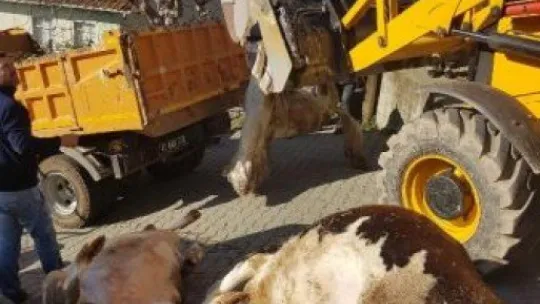 Değirmendere'de ahırdaki hayvanları zehirlediler!