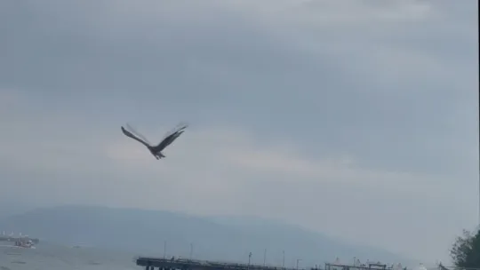 Denizde buldukları yırtıcı kuşu ısıtıp bonfile ile besledikten sonra doğaya bıraktılar