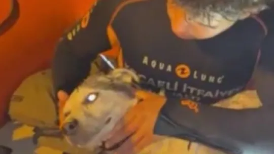 Denizde mahsur kalan köpeğe operasyon