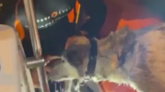 Denizde mahsur kalan köpeğe operasyon