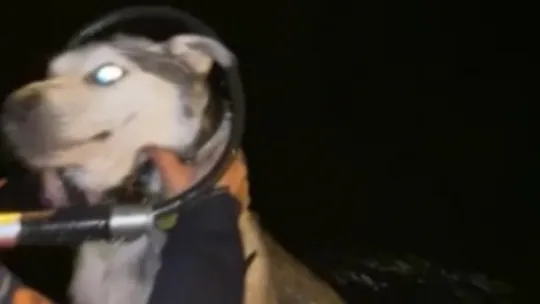 Denizde mahsur kalan köpeğe operasyon