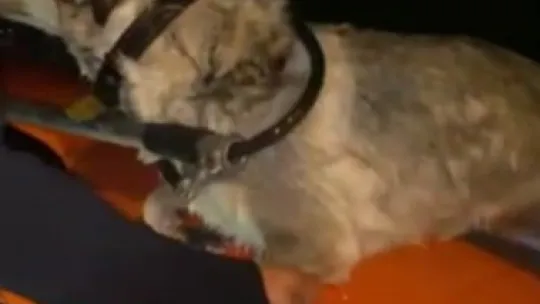Denizde mahsur kalan köpeğe operasyon
