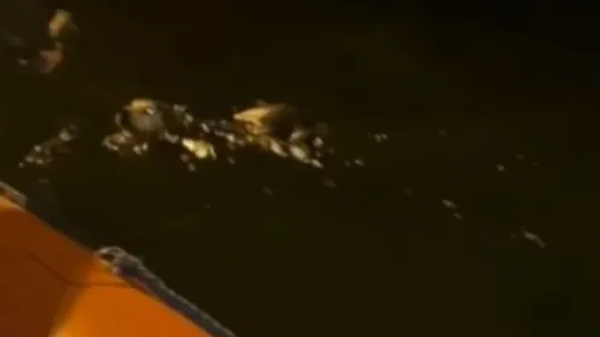 Denizde mahsur kalan köpeğe operasyon