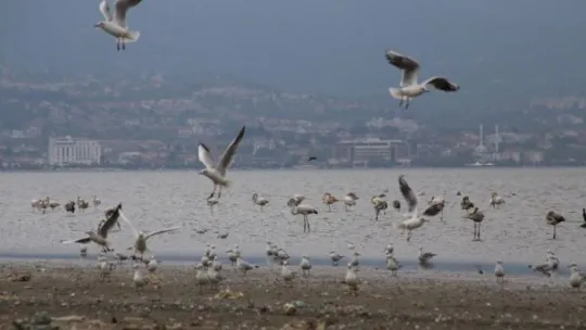 Denizin üstünü yüzlerce kuş kapladı