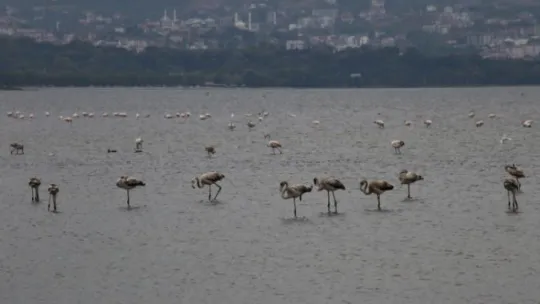 Denizin üstünü yüzlerce kuş kapladı