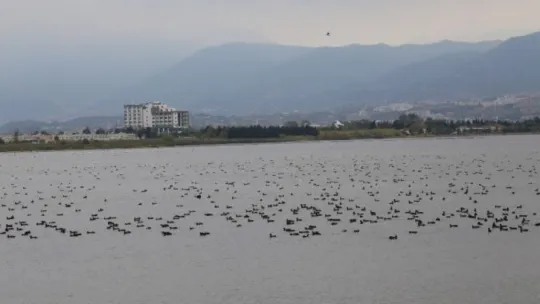 Denizin üstünü yüzlerce kuş kapladı
