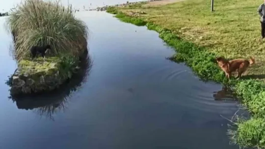 Derede mahsur kalan köpek kurtarıldı
