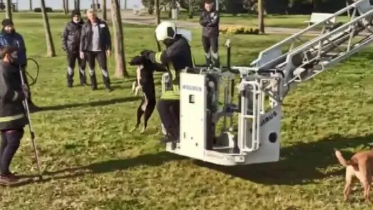 Derede mahsur kalan köpek kurtarıldı
