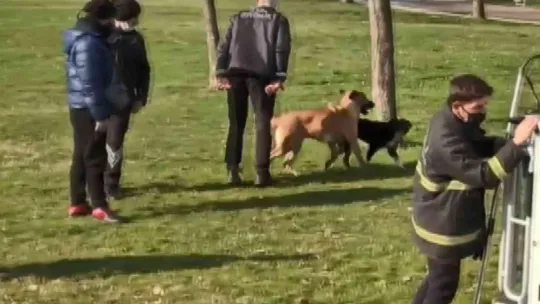 Derede mahsur kalan köpek kurtarıldı