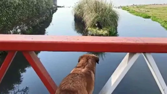 Derede mahsur kalan köpek kurtarıldı