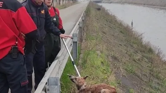 Dereye düşen köpeği itfaiye ekipleri son anda kurtardı