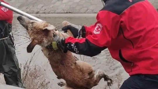 Dereye düşen köpeği itfaiye ekipleri son anda kurtardı