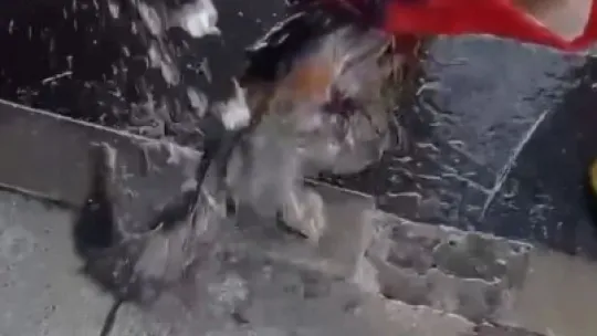 Dereye düşerek çamura saplanan kediyi itfaiye kurtardı