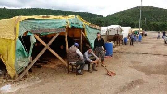 Derince'de 1 tonluk boğalar otomobil fiyatına satıldı