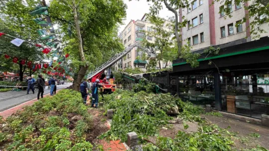Dev ağaç kafenin üzerine devrildi, facia teğet geçti