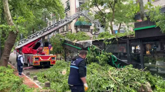 Dev ağaç kafenin üzerine devrildi, facia teğet geçti
