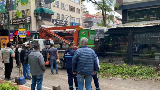 Dev ağaç kafenin üzerine devrildi, facia teğet geçti