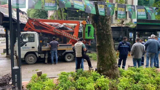Dev ağaç kafenin üzerine devrildi, facia teğet geçti