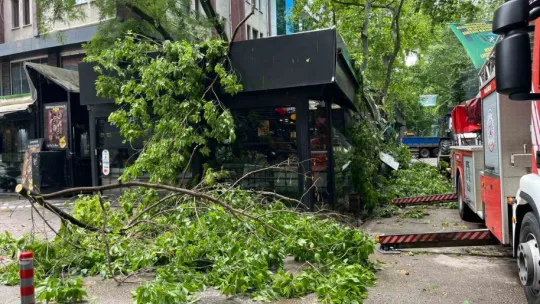 Dev ağaç kafenin üzerine devrildi, facia teğet geçti