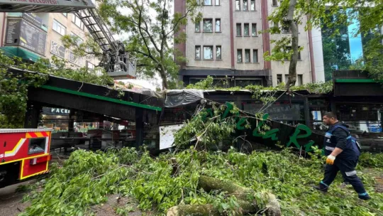 Dev ağaç kafenin üzerine devrildi, facia teğet geçti