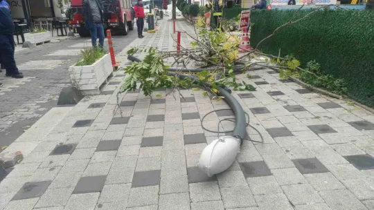 Devrilen ağacın altında kalmaktan son anda kurtuldu