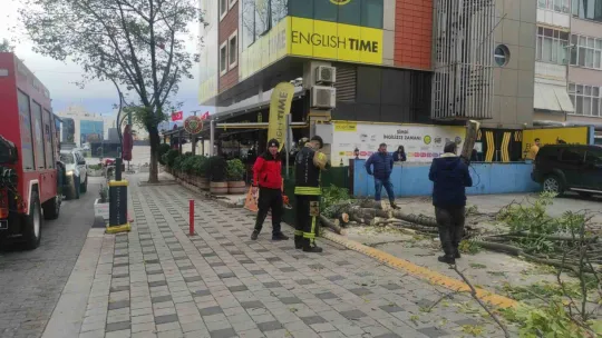 Devrilen ağacın altında kalmaktan son anda kurtuldu