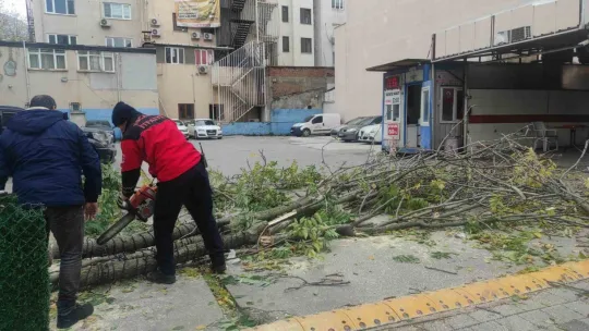 Devrilen ağacın altında kalmaktan son anda kurtuldu