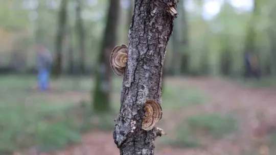Doğaseverler Ormanya'nın zengin biyolojik çeşitliliğini keşfetti