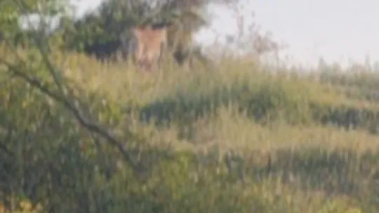 Doğaya salınan kızıl geyikler şehri çok sevdi