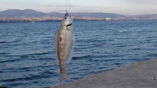 Dünyanın her yerinden balık tutmak için geldiler