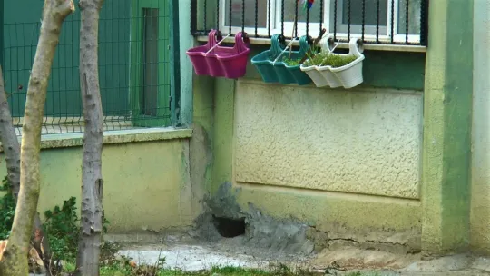 Kedilerin canlı canlı gömüldüğü iddiası ortalık karıştırdı