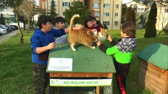 Kedilerin canlı canlı gömüldüğü iddiası ortalık karıştırdı