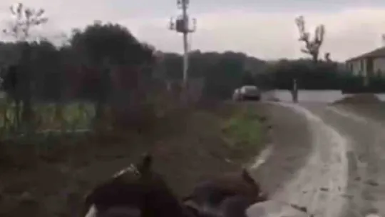 Elektrik akımına kapılan at telef oldu
