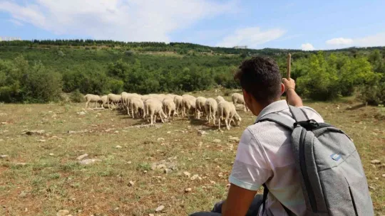 Sırtında okul çantası, önünde koyunları...