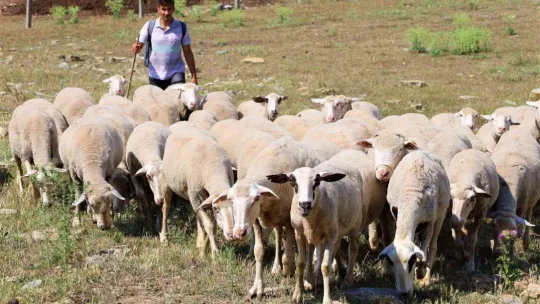 Sırtında okul çantası, önünde koyunları...
