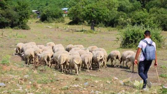 Sırtında okul çantası, önünde koyunları...