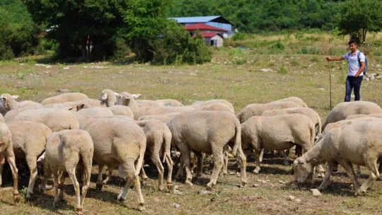 Sırtında okul çantası, önünde koyunları...