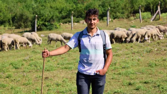 Sırtında okul çantası, önünde koyunları...