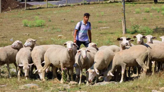 Sırtında okul çantası, önünde koyunları...
