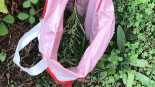 Elindeki orakla Hint keneviri keserken yakalandı