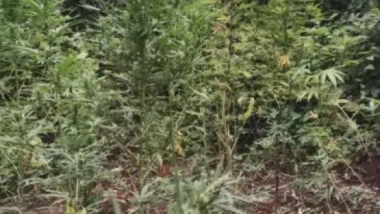 Elindeki orakla Hint keneviri keserken yakalandı