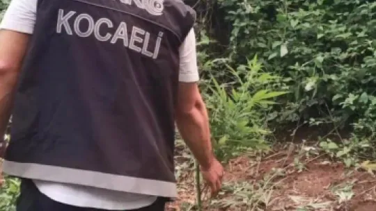 Elindeki orakla Hint keneviri keserken yakalandı