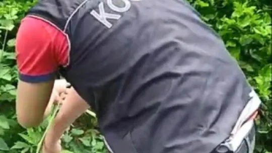 Elindeki orakla Hint keneviri keserken yakalandı